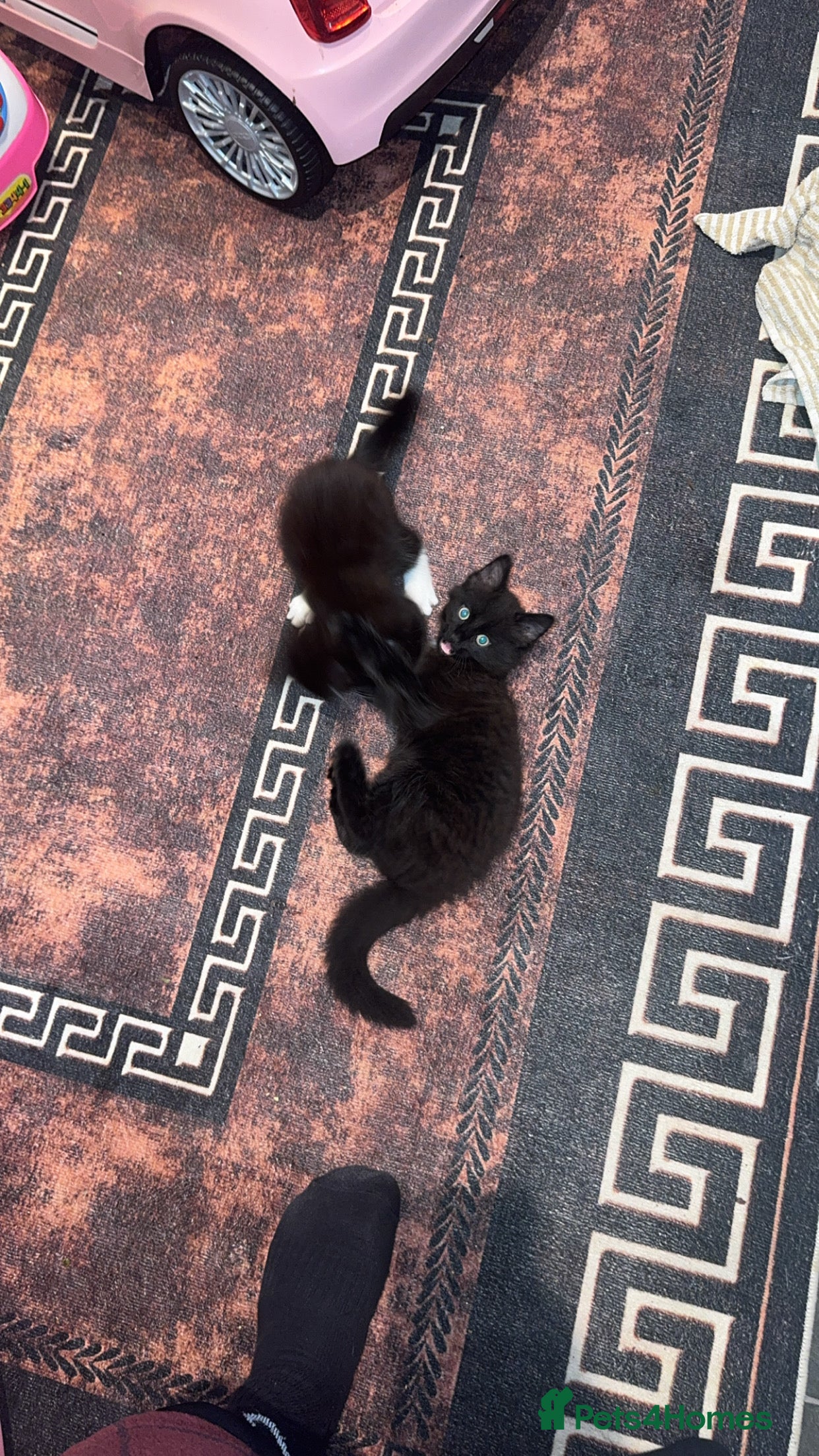 Mixed Breed cats 🐱2 beautiful male kittens 🐱  - Advert 4