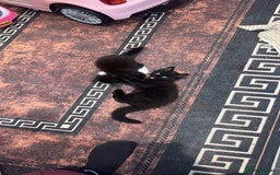 Mixed Breed cats for sale: 🐱2 beautiful male kittens 🐱  - Advert 4