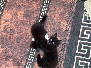 Mixed Breed cats 🐱2 beautiful male kittens 🐱 - Advert 10