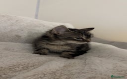 Ragdoll cats for sale: Tabby mixed with ragdoll for sale  - Image 1