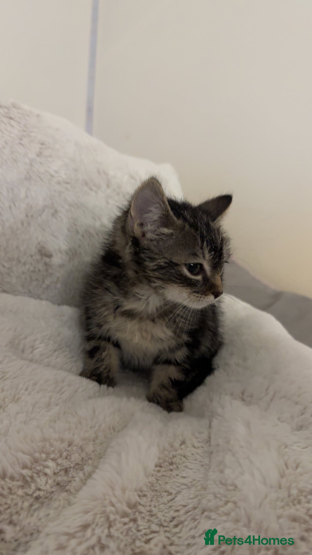 Ragdoll cats for sale: Tabby mixed with ragdoll for sale  - Image 1