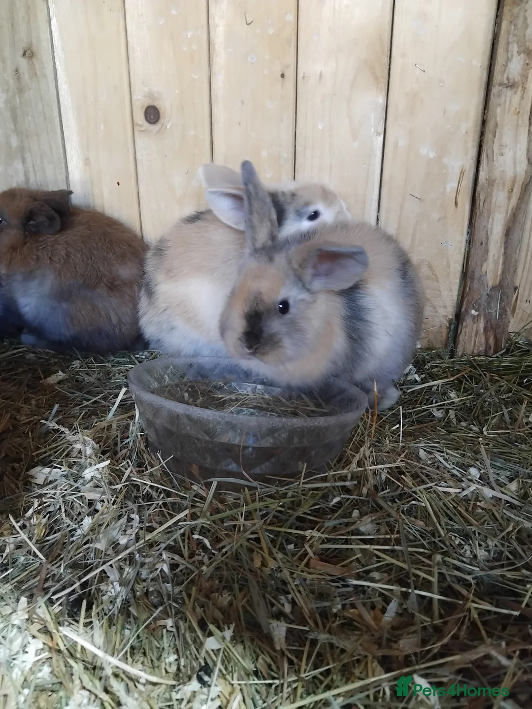 Dwarf Lop rabbits for sale: Baby lops - Advert 1