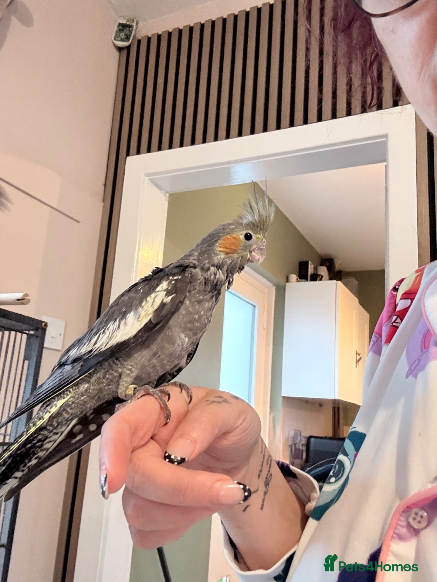 Cockatiels birds Hand rear cockatiels ready now!  - Advert 4