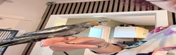 Cockatiels birds for sale: Hand rear cockatiels ready now!  - Advert 1