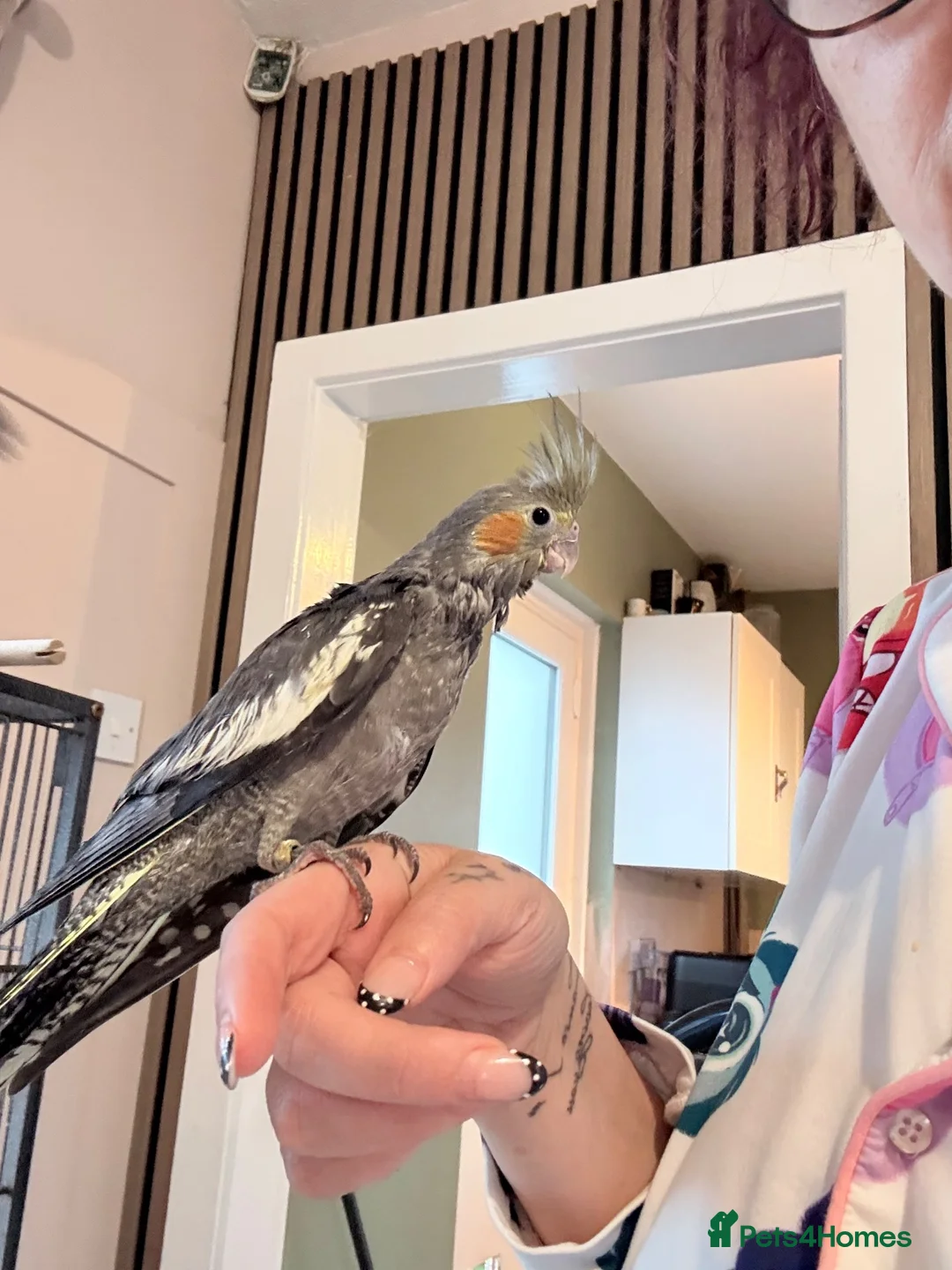 Cockatiels birds for sale: Hand rear cockatiels ready now!  - Advert 1