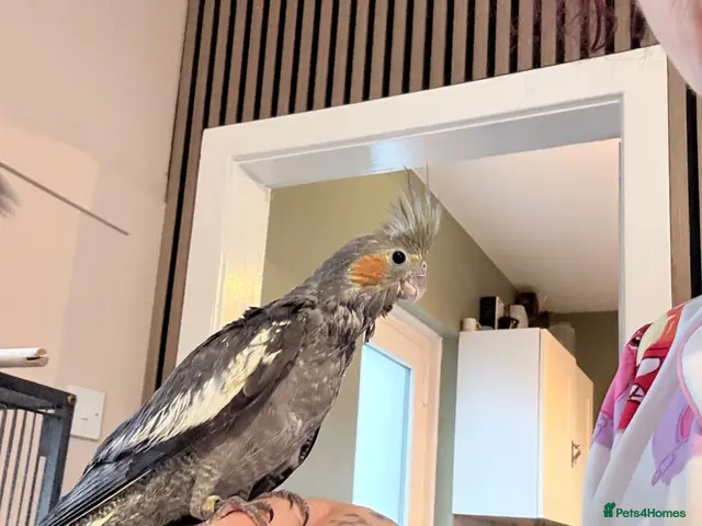 Cockatiels birds Hand rear cockatiels ready now! - Advert 4