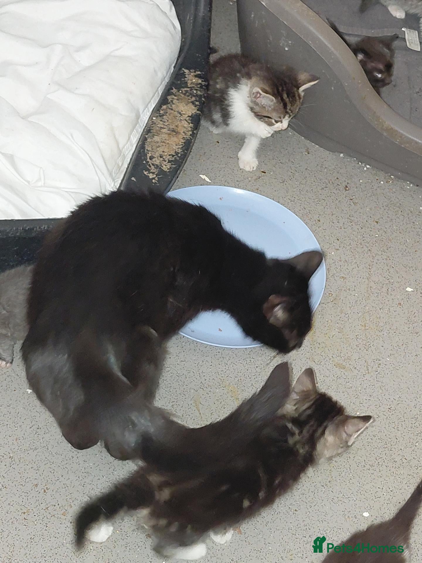 Mixed Breed cats Lovely home reared kittrns for sale - Advert 1