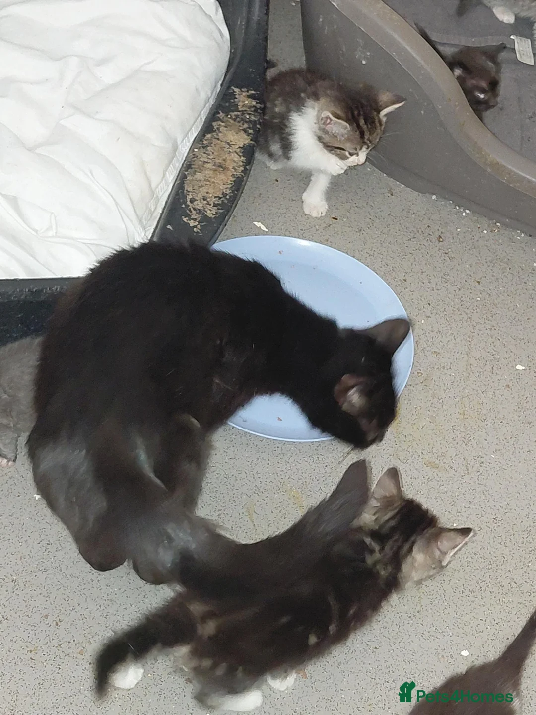Mixed Breed cats for sale: Lovely home reared kittrns for sale - Advert 1