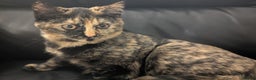 Bengal cats for sale: Male Bengal/Norwegian Forest Cat. Ginger & Black - Advert 3