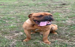 Dogue De Bordeaux dogs for stud: KC Registered Dogue de Bordeaux Available for Stud - Image 2