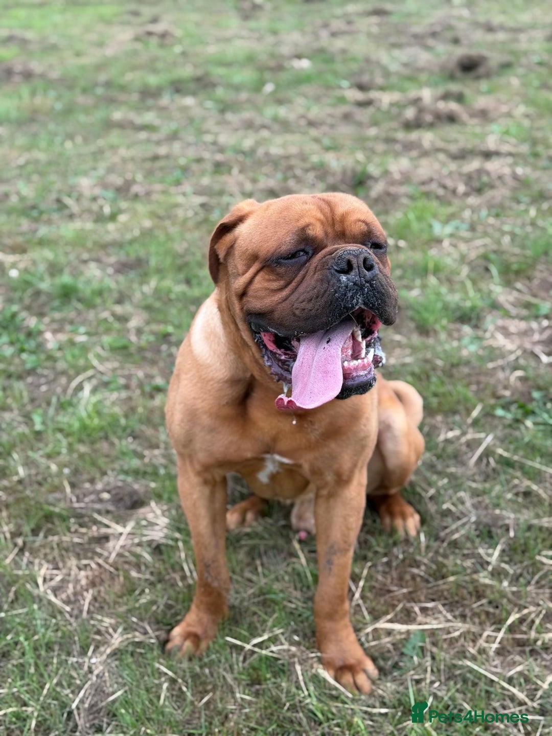 Dogue De Bordeaux dogs for stud: KC Registered Dogue de Bordeaux Available for Stud - Image 2