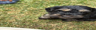Cockapoo 1