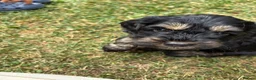 Cockapoo dogs for sale: Three beautiful female cockapoo  - Advert 13