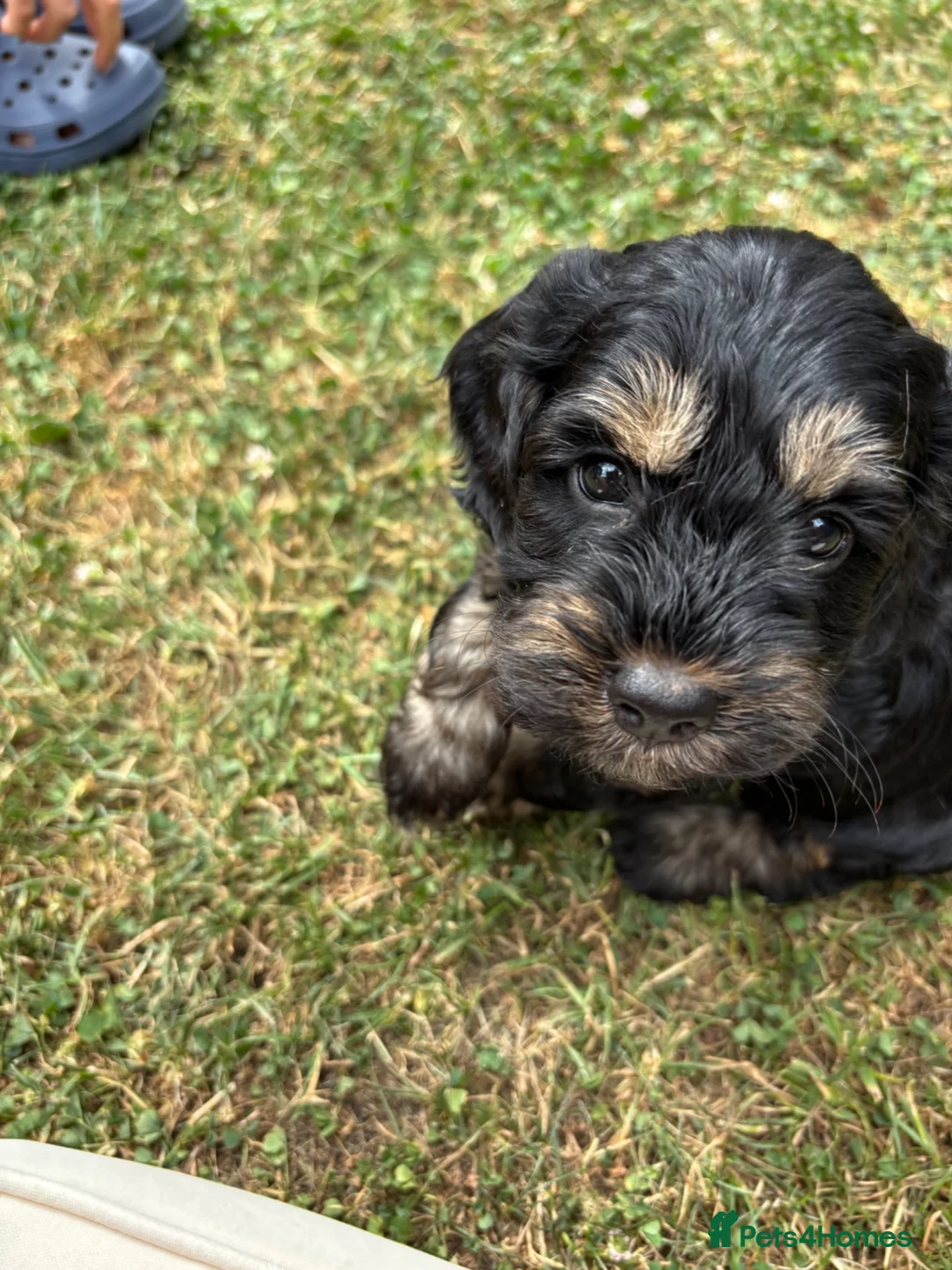 Cockapoo dogs for sale: Three beautiful female cockapoo  - Advert 13