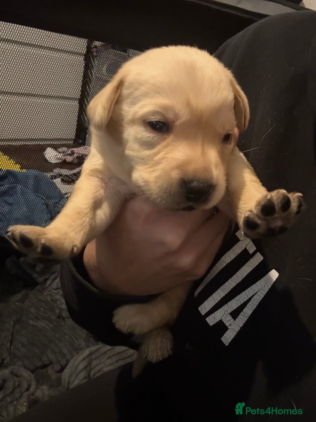 Labrador Retriever dogs for sale: 2 beautiful male labradors - Advert 6