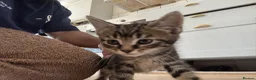 Aegean cats for sale: Greek Aegan Kittens , 6 boys and 1 beautiful girl  - Advert 4