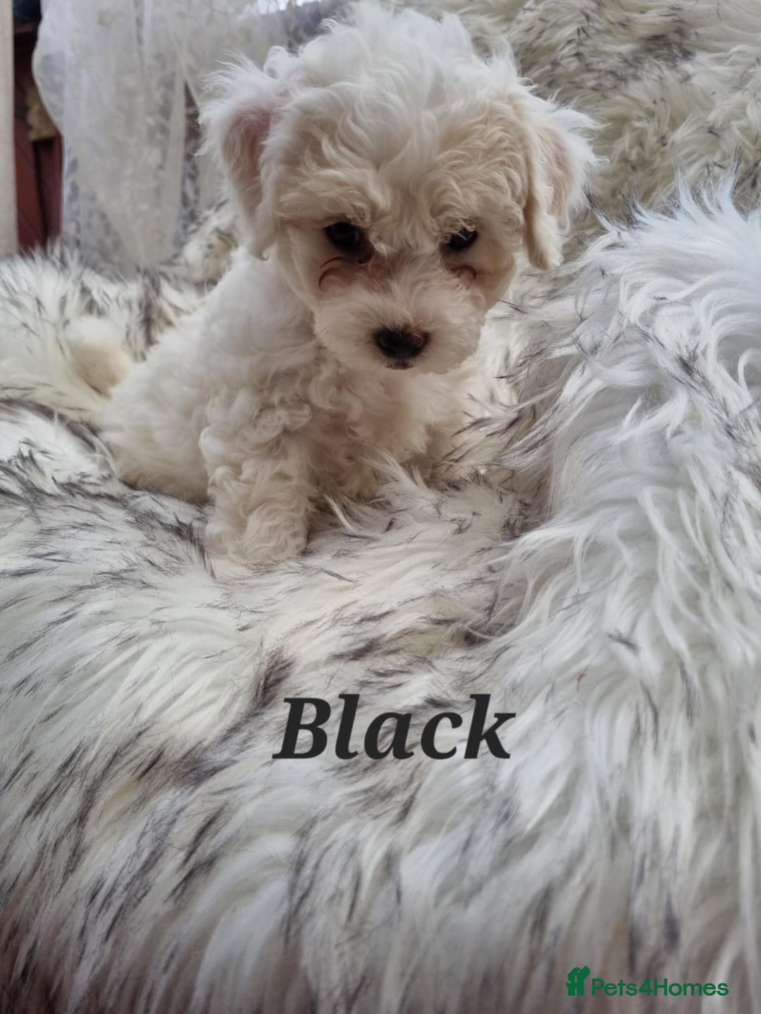 Zuchon dogs for sale: Bichon Frise puppy for sale  - Image 22