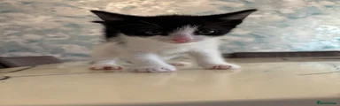 British Shorthair 4