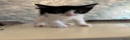 British Shorthair cats for sale: Tabby Kittens X3 and one black and white kitten - Advert 10