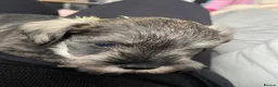 Miniature Schnauzer dogs for sale:  Miniature Schnauzer Puppies – Ready from 25th May - Advert 18