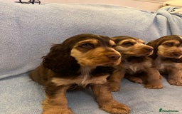 Cocker Spaniel dogs for sale: ADORABLE KC REG SHOW TYPE COCKER SPANIEL PUPPIES - Image 29