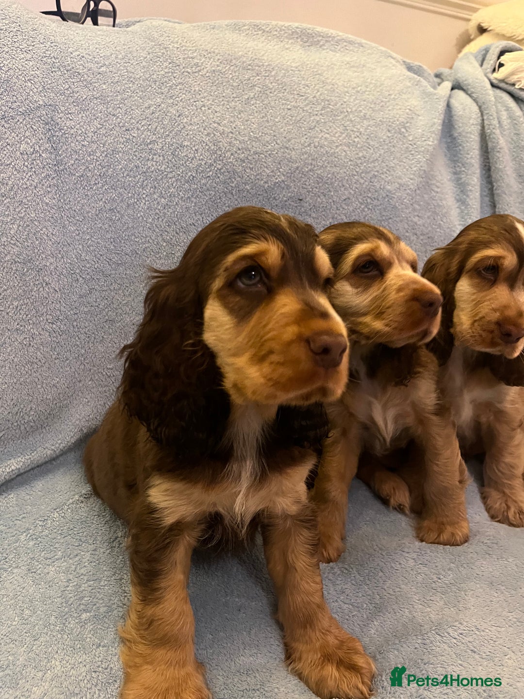 Cocker Spaniel dogs for sale: ADORABLE KC REG SHOW TYPE COCKER SPANIEL PUPPIES - Image 29