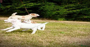 Parson Russell dogs - Advert 13