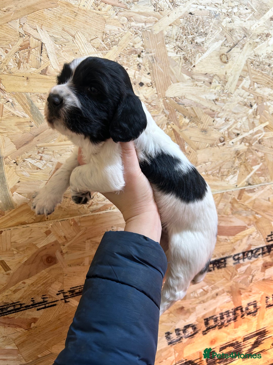 English Springer Spaniel dogs for sale: Working Springer Spaniel Puppies  - Advert 6