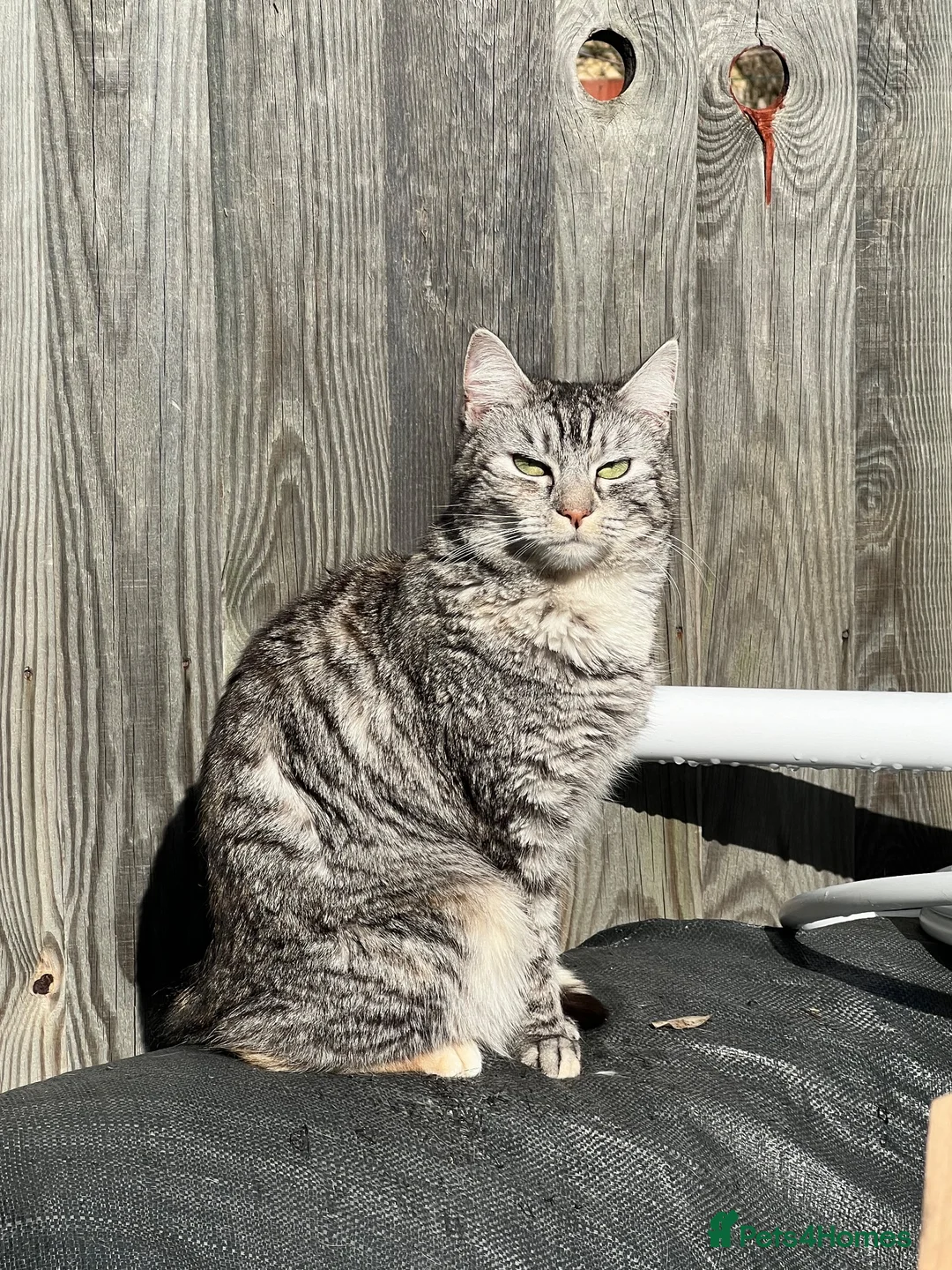 Domestic Shorthair cats for sale: Grey & White Tabby, 5, Vaccinated & Neutered in London - Advert 2