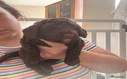 Cockapoo dogs for sale: 25%cocker spaniel 75% toy red poodle - Image 9