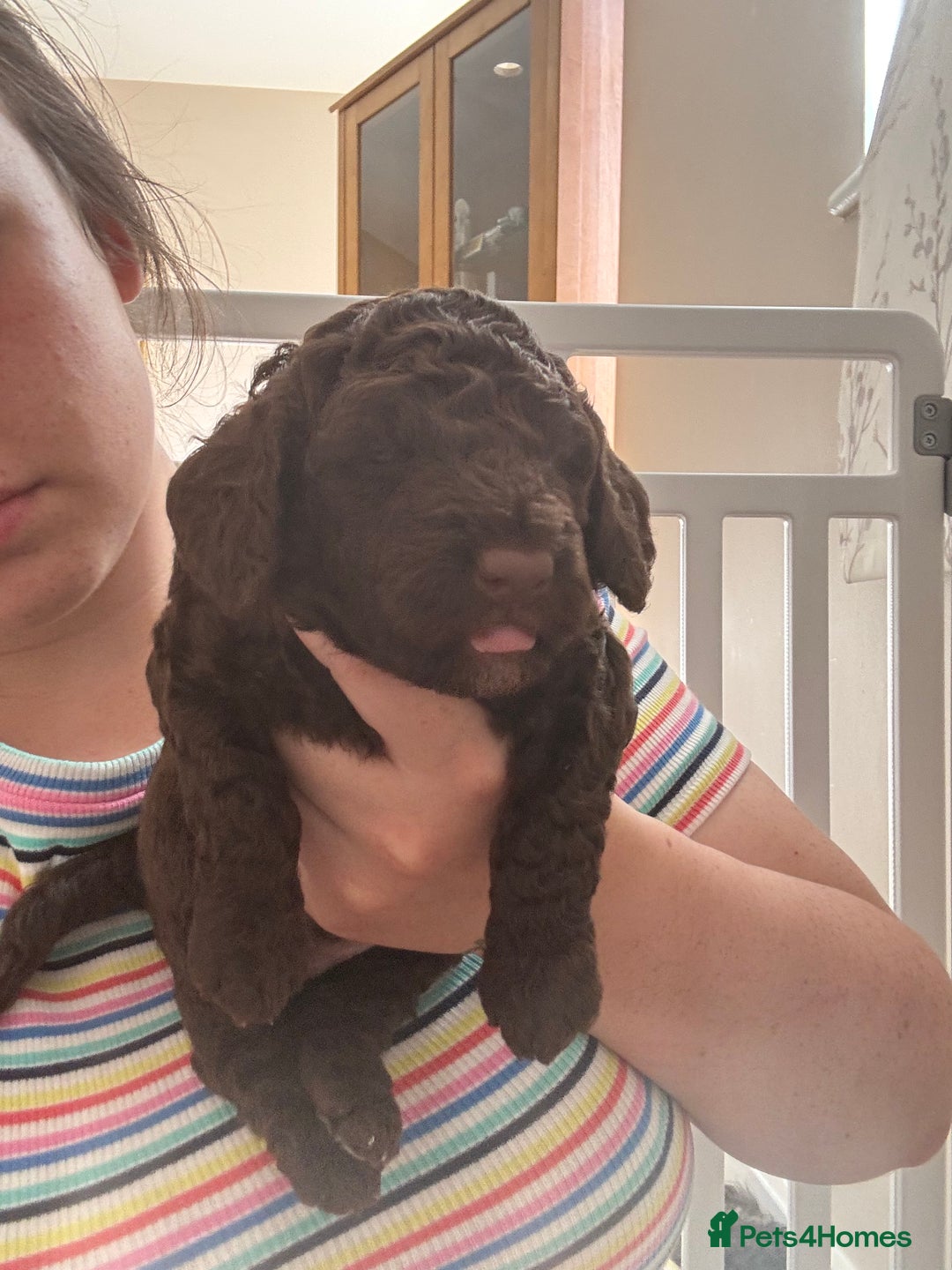 Cockapoo dogs for sale: 25%cocker spaniel 75% toy red poodle - Image 9
