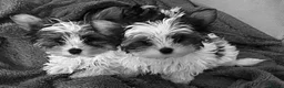 Biewer Terrier dogs for sale: Biewer Terrier Puppies in Halesowen - Advert 13