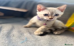 Bengal cats for sale: Blue Eyes Snow Lynx Bengal Kittens - Image 21
