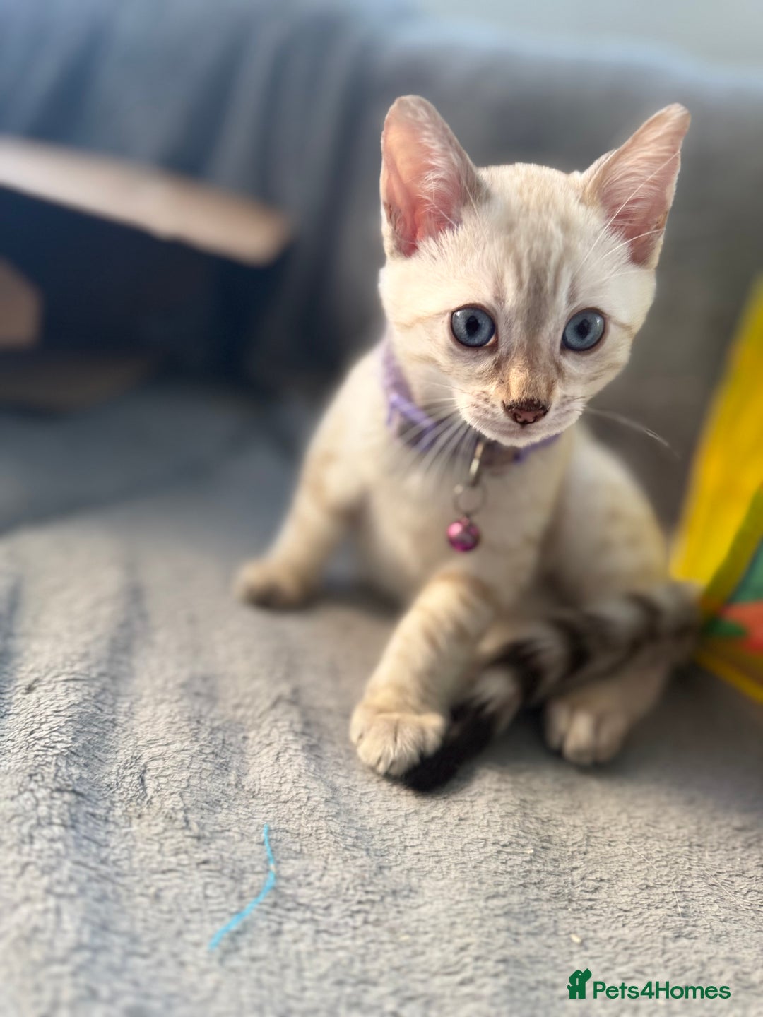 Bengal cats for sale: Blue Eyes Snow Lynx Bengal Kittens - Image 21