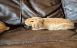 English Lop rabbits for sale: Holland lop baby rabbits  - Image 5