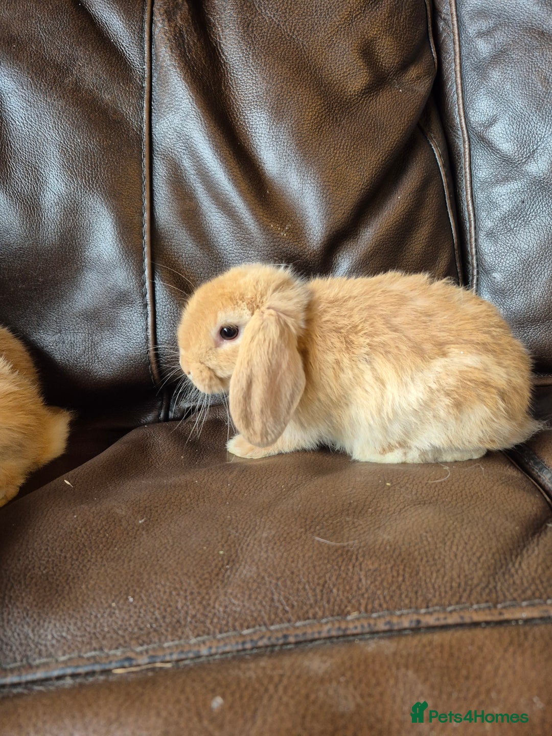 English Lop rabbits for sale: Holland lop baby rabbits  - Image 5