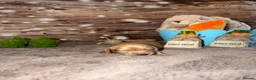 Miniature Dachshund dogs for sale: Lovey miniature dachshund boy - Advert 2