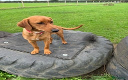 Labrador Retriever dogs for sale: Female Fox Red Labrador - Image 2