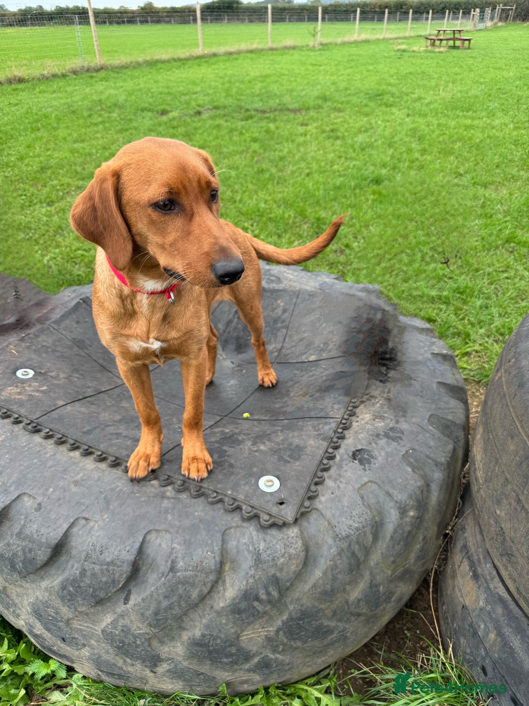 Labrador Retriever dogs for sale: Female Fox Red Labrador - Image 2