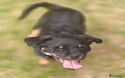 Mixed Breed dogs for adoption: 🐶💖 MATILDA 💖🐶 - Image 16