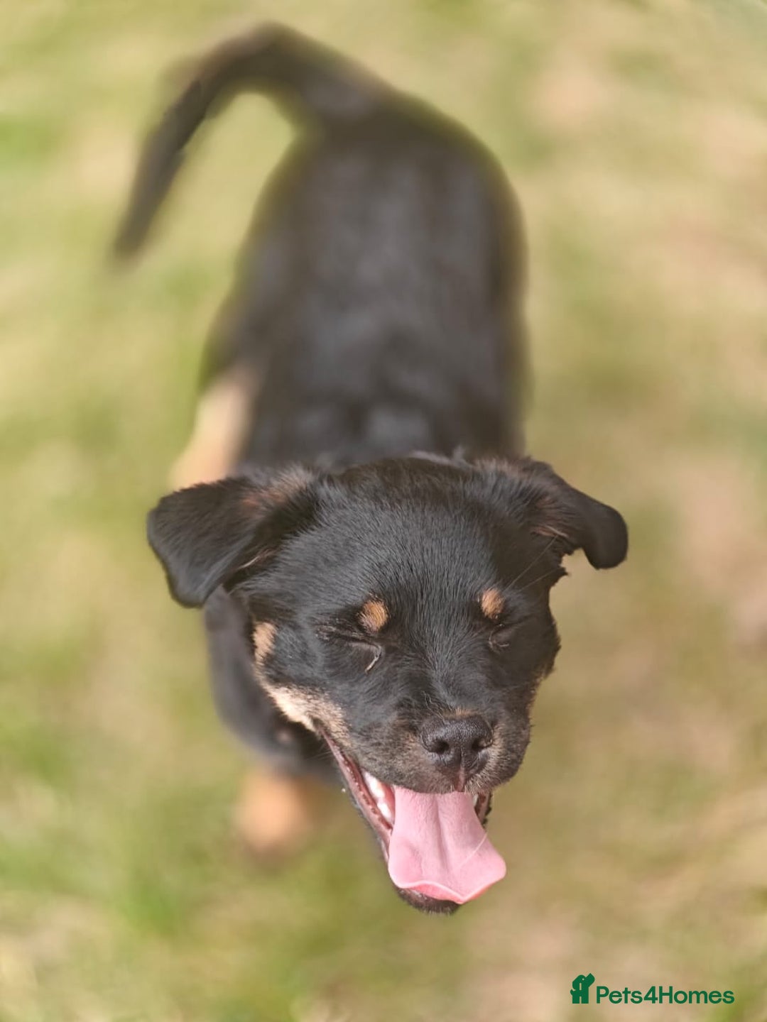Mixed Breed dogs for adoption: 🐶💖 MATILDA 💖🐶 - Image 16