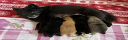 Pomeranian dogs for sale: Beautiful Purebred Pomeranian Puppies  - Advert 2