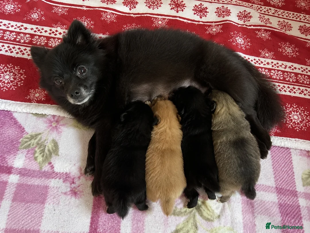 Pomeranian dogs for sale: Beautiful Purebred Pomeranian Puppies  - Advert 2