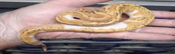 Python Snake reptiles for sale: Royal Python Morphs Males - Advert 3