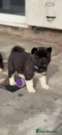 Akita dogs - Advert 7