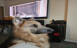 German Shepherd dogs for sale: German shepherd  - Advert 5