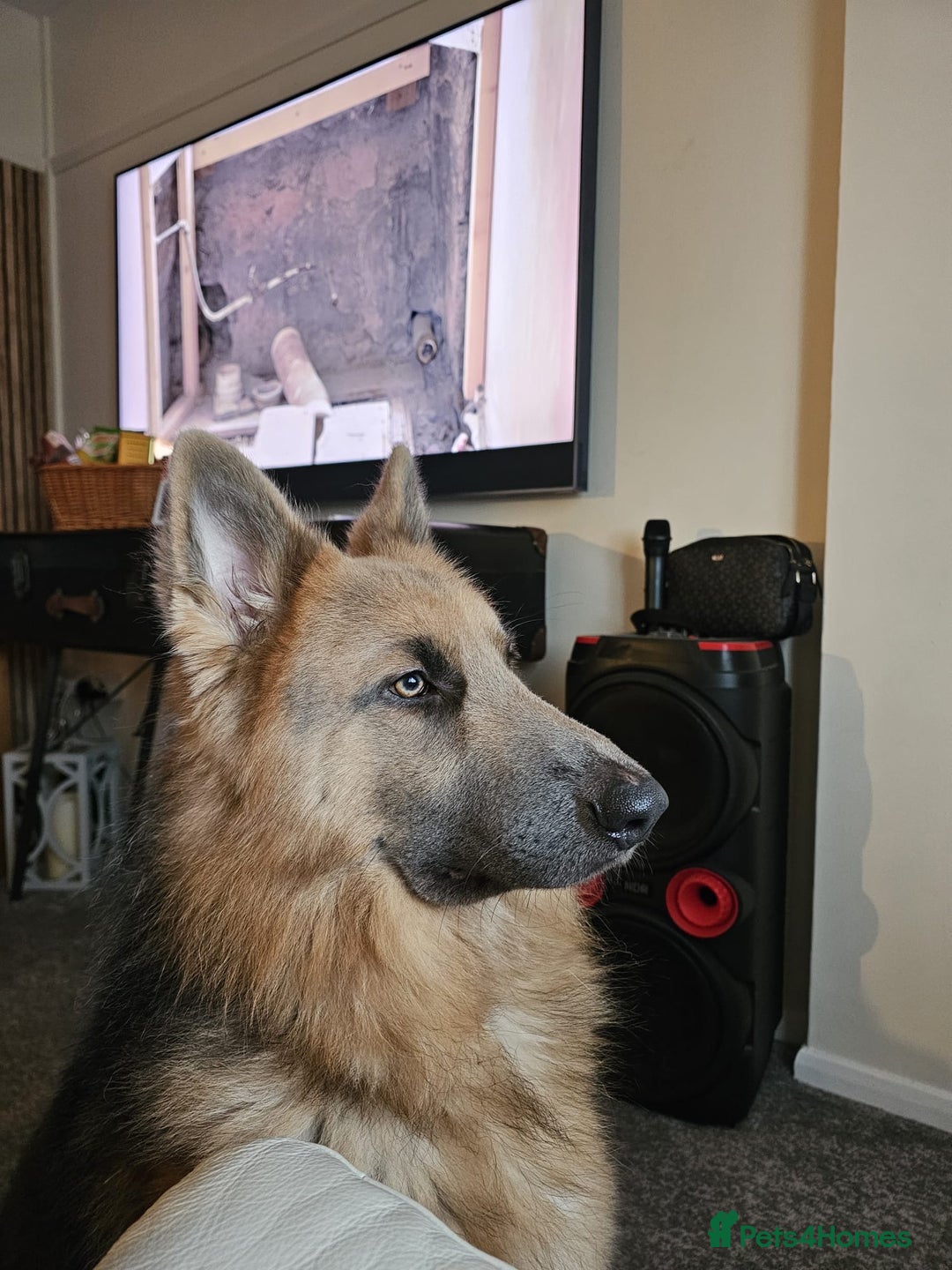 German Shepherd dogs for sale: German shepherd  - Advert 5