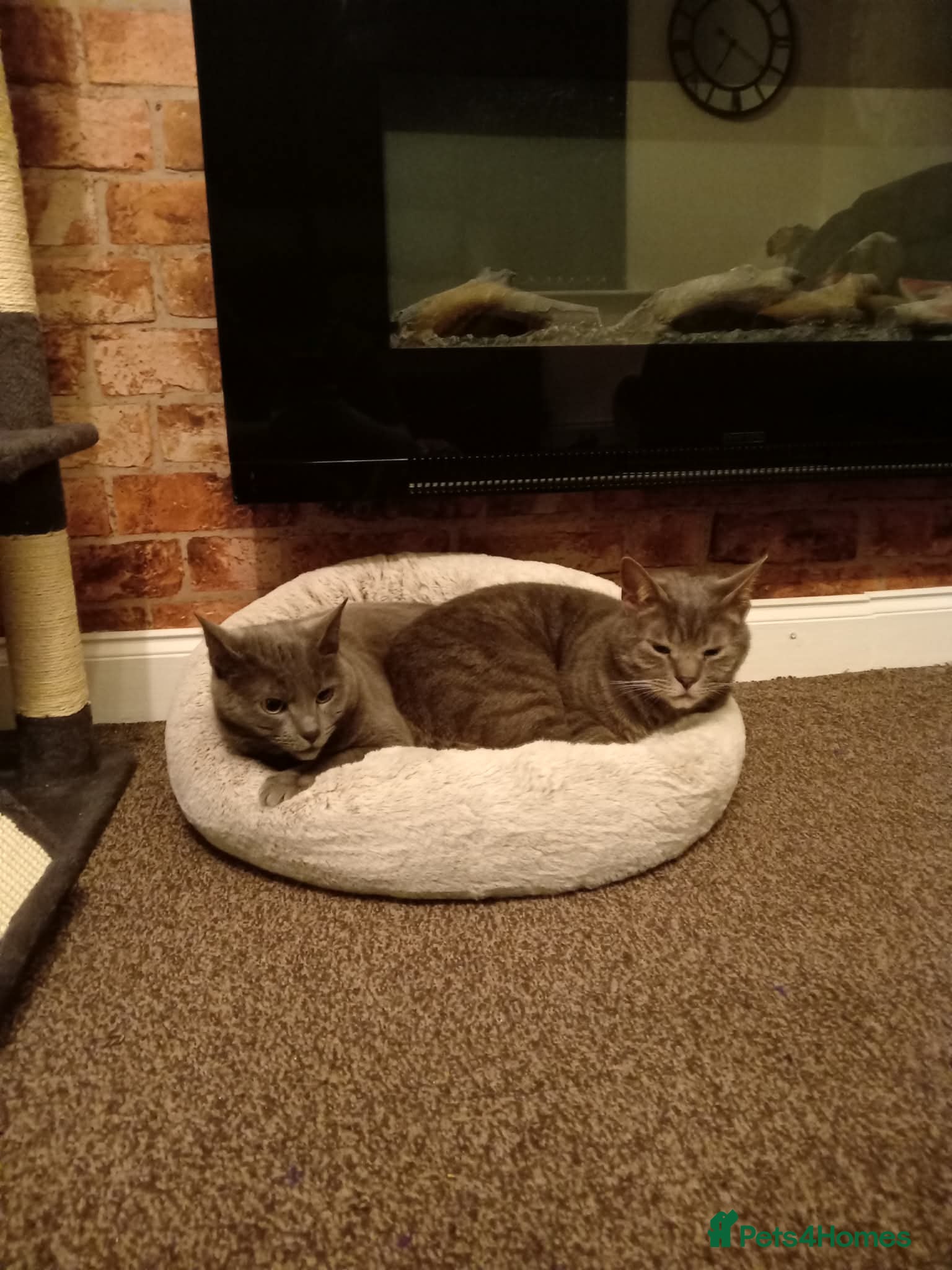 British Shorthair cats 2 cats for rehoming  - Advert 2