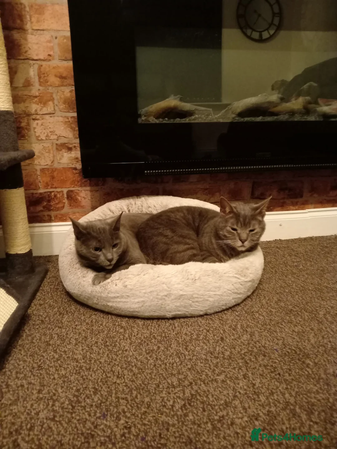 British Shorthair cats for sale: 2 cats for rehoming  - Advert 1