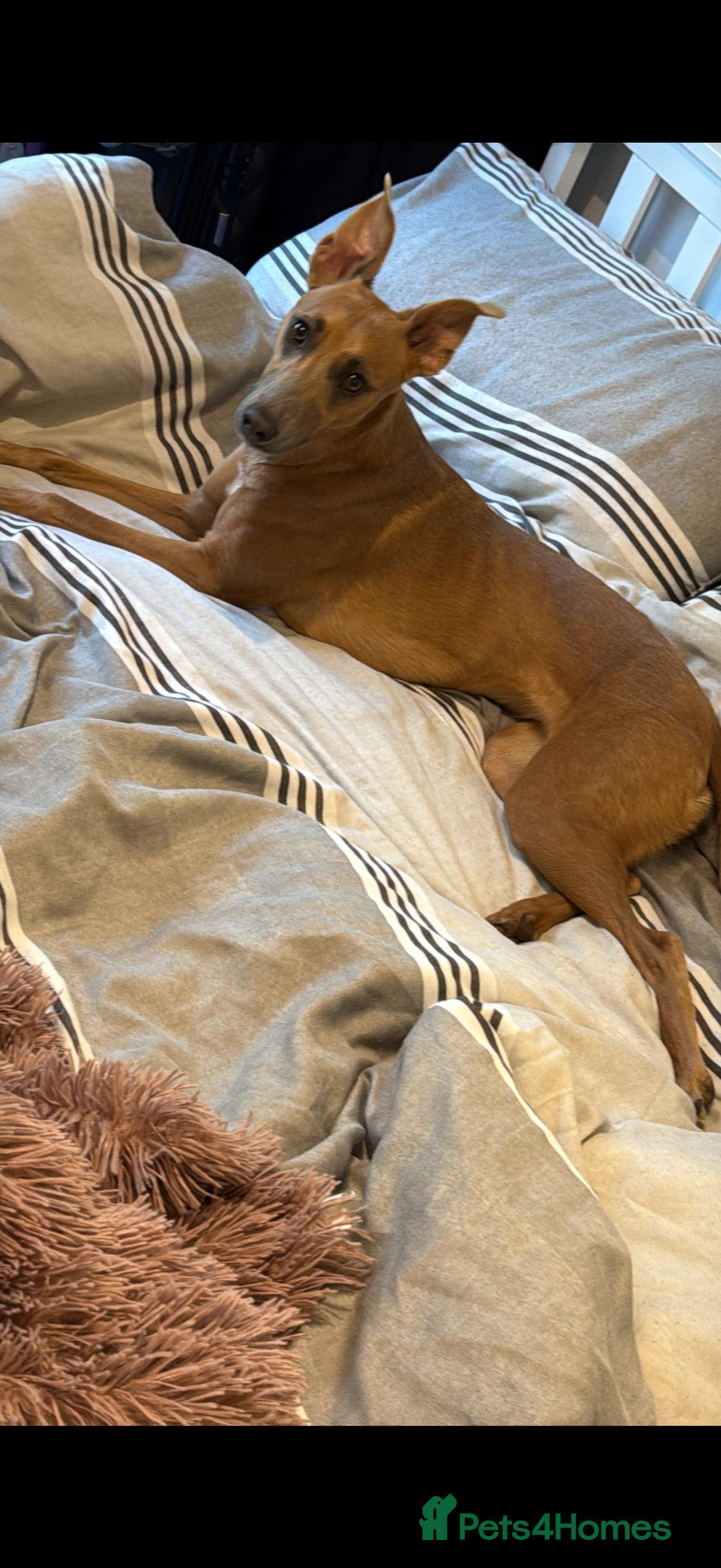 Whippet dogs for sale: Female whippet cross - Advert 5